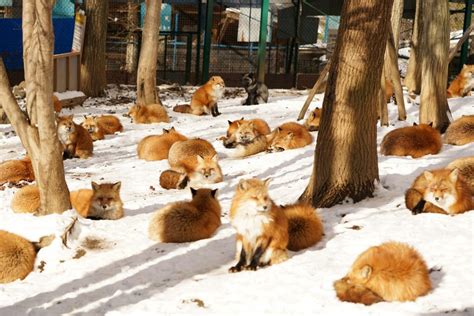 Zao Fox Village: Cutest Fox Heaven in Japan - Japan Web Magazine