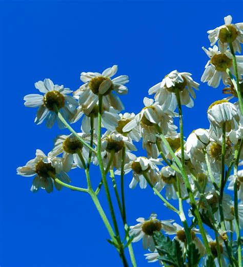Steppe Plant Chamomile with White Petals and Yellow Stamens, Close-up Stock Image - Image of ...
