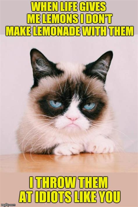 Grumpy_Cat_Meme_ Memes & GIFs - Imgflip