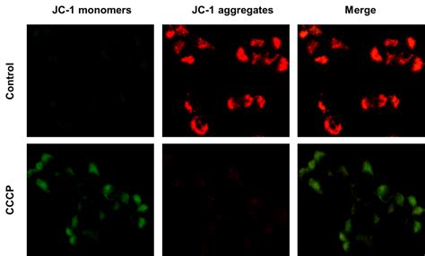 APExBIO - JC-1 Mitochondrial membrane potential assay kit