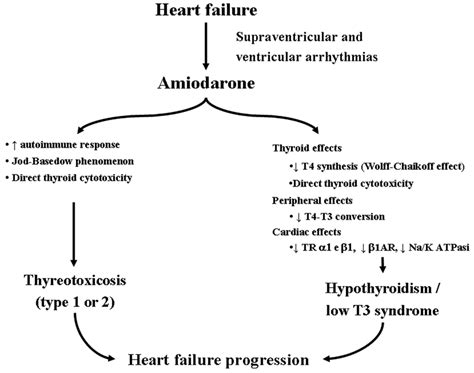 Main mechanisms by which hyperthyroidism leads to heart dysfunction and... | Download Scientific ...