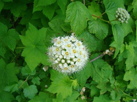 Leaves of Plants: Pacific Ninebark