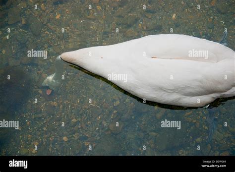 Swan feeding underwater Stock Photo - Alamy