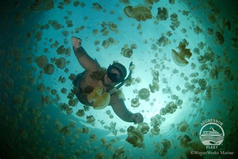 Jellyfish Lake, Palau - Bluewater Dive Travel