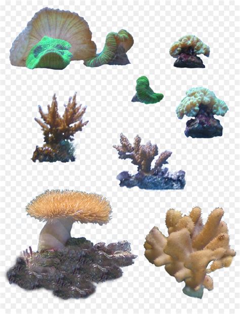 Gambar Batu Karang Dalam Laut Kartun / Rainbow Coral Stock Photo Image ...