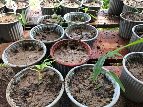 14 Feb 2019 – first germination of bamboo seeds All-ready 14 days after ...