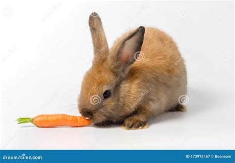 Brown Baby Rabbit Eating Carrot on White Background Stock Image - Image ...