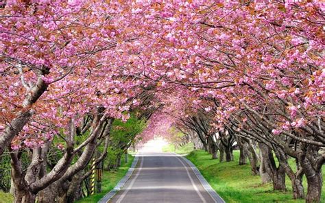 Spring in Japan - when and where to see the cherry blossoms in Japan