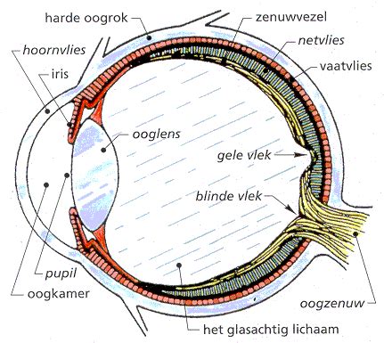 Anatomie bouw en functie werking van het oog – Artofit