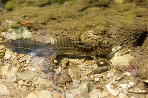 Малоазиатский тритон (Triturus vittatus) | Дикий Юг