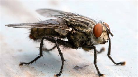 6 Natural and Effective Ways to Get Rid of House Flies - A-Z Animals