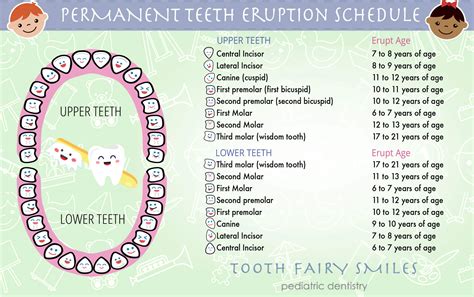 Permanent Teeth Eruption Timetable Sorident | Hot Sex Picture