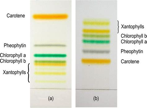 Chromatography Normal Phase and Reversed Phase - LuciataroMahoney