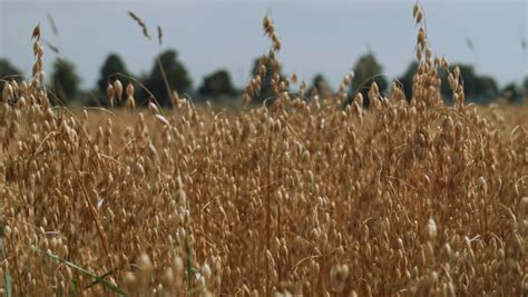 Oats Stock Footage Video | Shutterstock