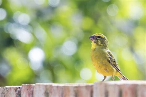 25 Remarkable Types of Finches (With Photos and Songs)