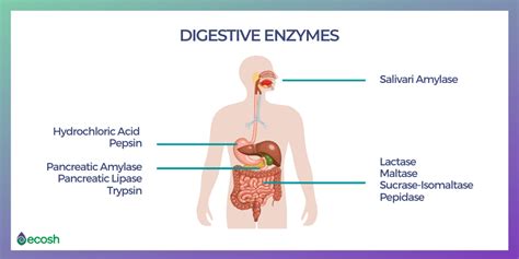 DIGESTIVE ENZYMES DEFICIENCY - Symptoms, Causes and 25 Natural Sources of Digestive Enzymes - Ecosh