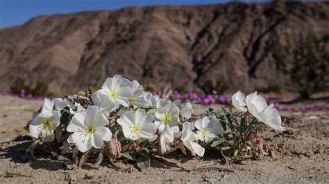 Wildflower festival palm desert friends of desert mountains