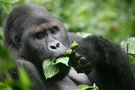 Genetic Mutations Endanger Eastern Lowland Gorilla Species - Great Lakes Ledger