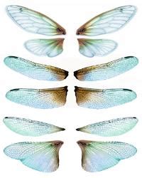 OOAK Artist Emporium - Cicada-Dragonfly Wing Prints