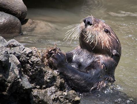 Sea Otter Uses a Rock to Open a Shell — The Daily Otter | Sea otter, Otters, Otter love