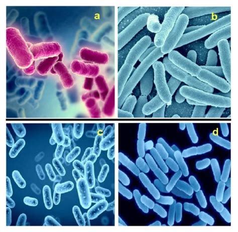 Gram-positive, rod-shaped bacteria belonging to the genus Bacillus: (a ...