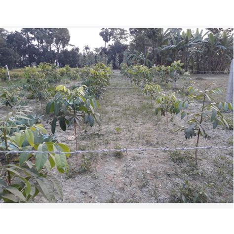 Swietenia Mahogany Tree, For Medicinal at Rs 99.6/piece in Samastipur ...