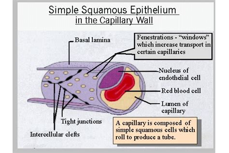 Capillaries | Creation Facts