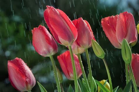 Tulips in the rain by William Lee | Tulips, Happy flowers, Pink tulips