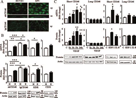 Regulation of expression of CD146 isoforms. A and B, Comparison of... | Download Scientific Diagram