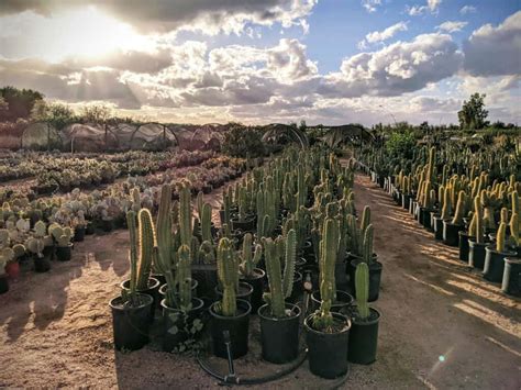 Phoenix Desert Nursery - Over 3 acres of cacti, succulents and desert ...