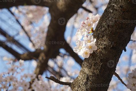 Cherry Blossom Landscape in Korea 18787346 Stock Photo at Vecteezy