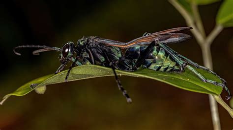 Tarantula Hawks: Wasps Take Down Giant Spiders and Claim the 2nd Most Painful Sting in the ...