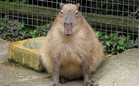 Aggregate 68+ capybara meme wallpaper super hot - in.coedo.com.vn