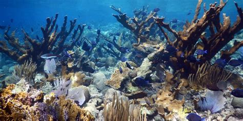 Assistant Secretary Cantor Co-Chairs US Coral Reef Task Force in US ...