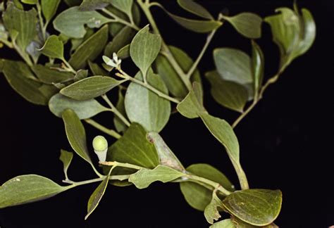 Exocarpos latifolius (Santalaceae) image 137236 at PhytoImages.siu.edu