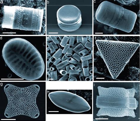 SEM of fossilized diatom biosilica structures from diatomaceous earth ...