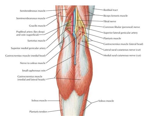 Nerve Entrapment and the Popliteal Fossa — The Body Restoration Studio