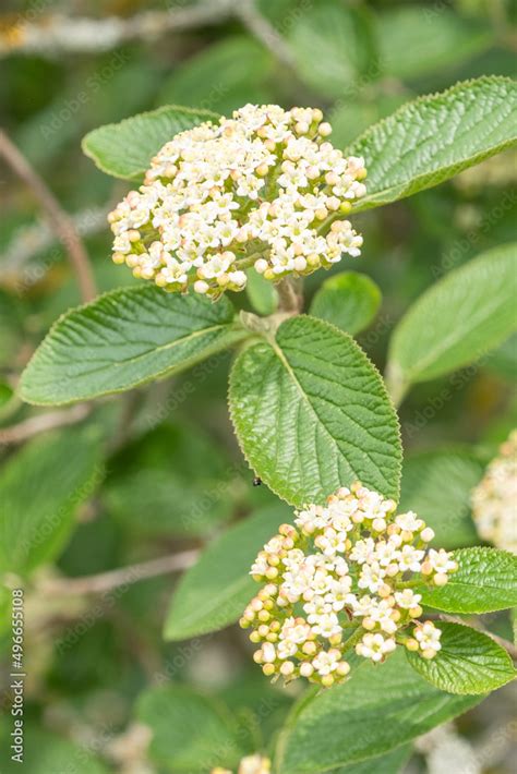 Viburnum lantana Blüte Stock Photo | Adobe Stock