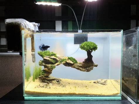 Aquarium fish tank setup aquascaped betta tank, Pet Supplies, Homes ...