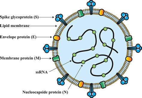 Frontiers | SARS-CoV-2 Vaccines Based on the Spike Glycoprotein and ...