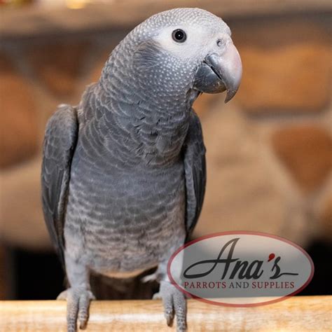 Timneh African Grey Baby – Ana's Parrots & Supplies