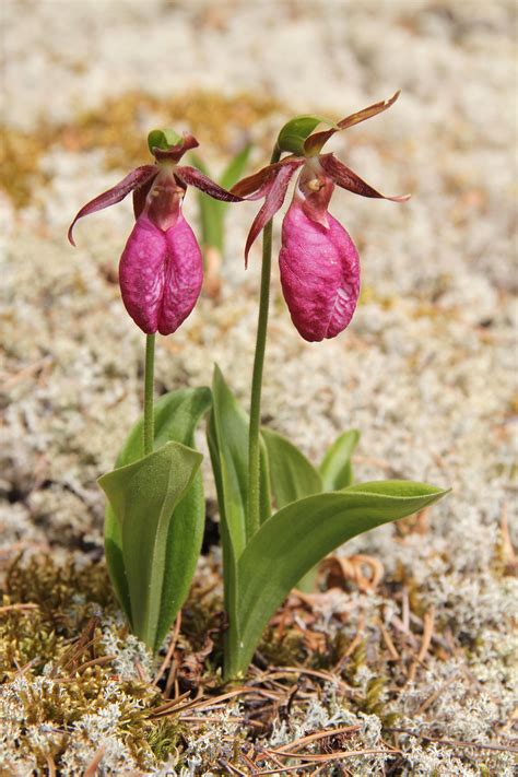 Cypripedium acaule --- Pink-Lady's Slipper...It's hard not to love this plant. | Pink lady ...