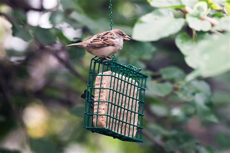 How to Make Homemade Suet for Birds