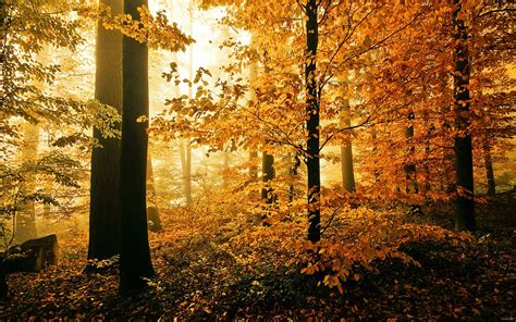 Autumn Wood Wallpapers - Wallpaper Cave