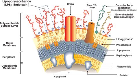 Figure 1 from Invited review: Bacterial lipopolysaccharides and innate immunity | Semantic Scholar