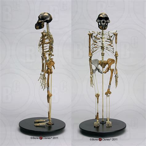 Articulated "Lucy" Skeleton - Bone Clones, Inc. - Osteological ...