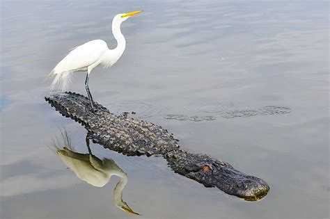 The Mississippi River - WorldAtlas