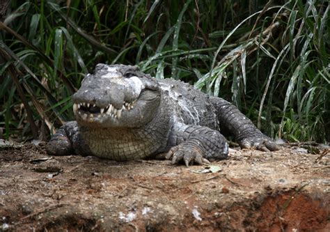 File:Marsh crocodile or Maggar at Ranganathittu Sanctuary (pix SShukla).JPG - Wikimedia Commons