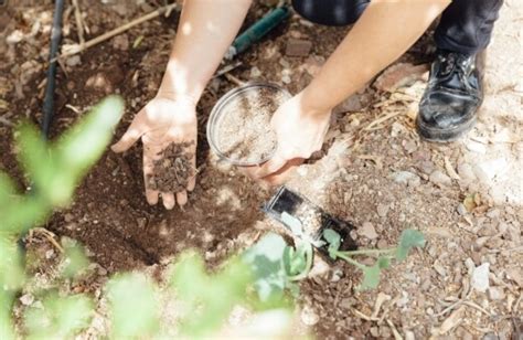 Chemical Fertilizer Effects: Why You Should Be Careful in Using Them - Sumo Gardener