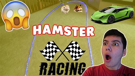 HAMSTER RACES!! (DREAM RACE TRACK) - YouTube